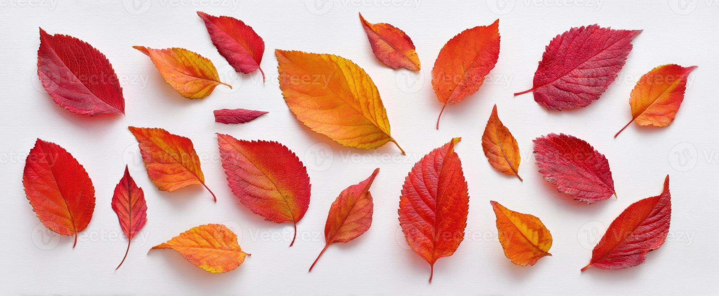 The Colorful Arrangement of Autumn Leaves on a White Background photo