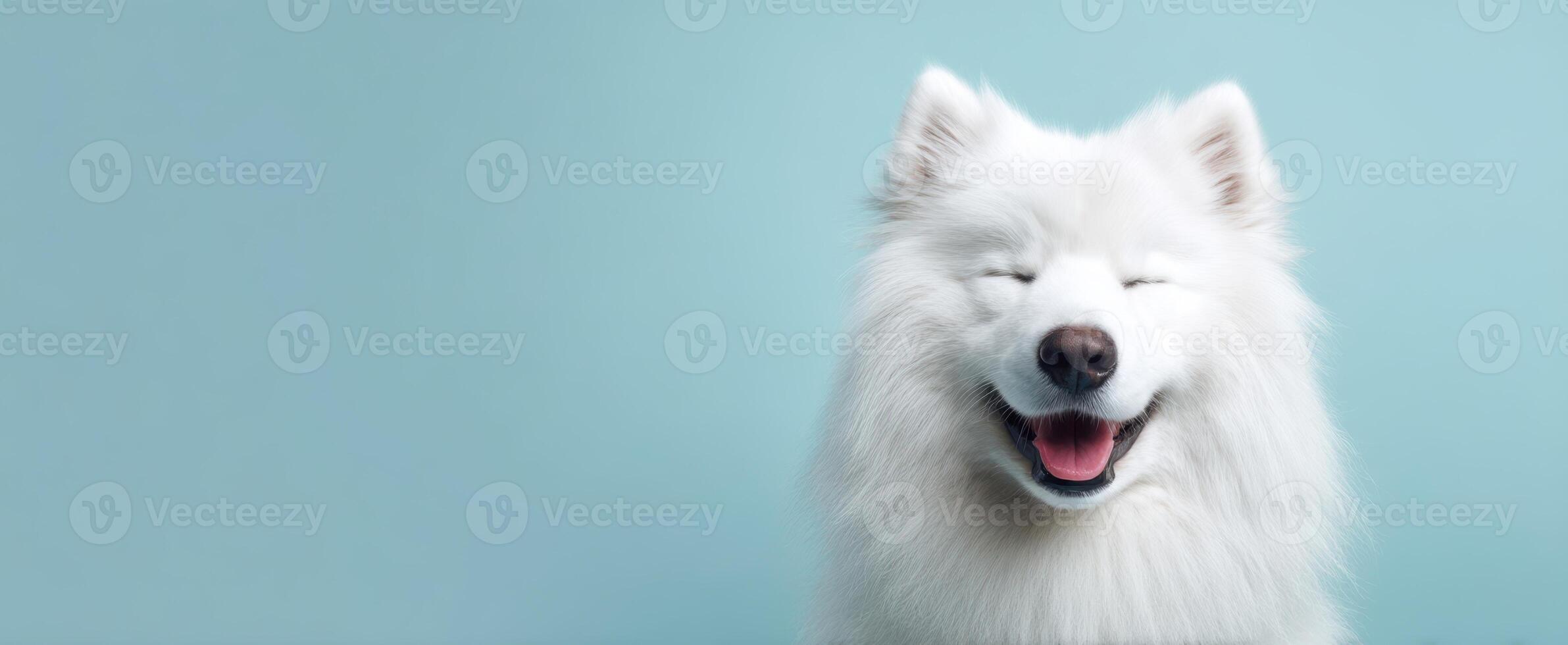 The joyful Samoyed dog with a bright smile against a blue background. photo