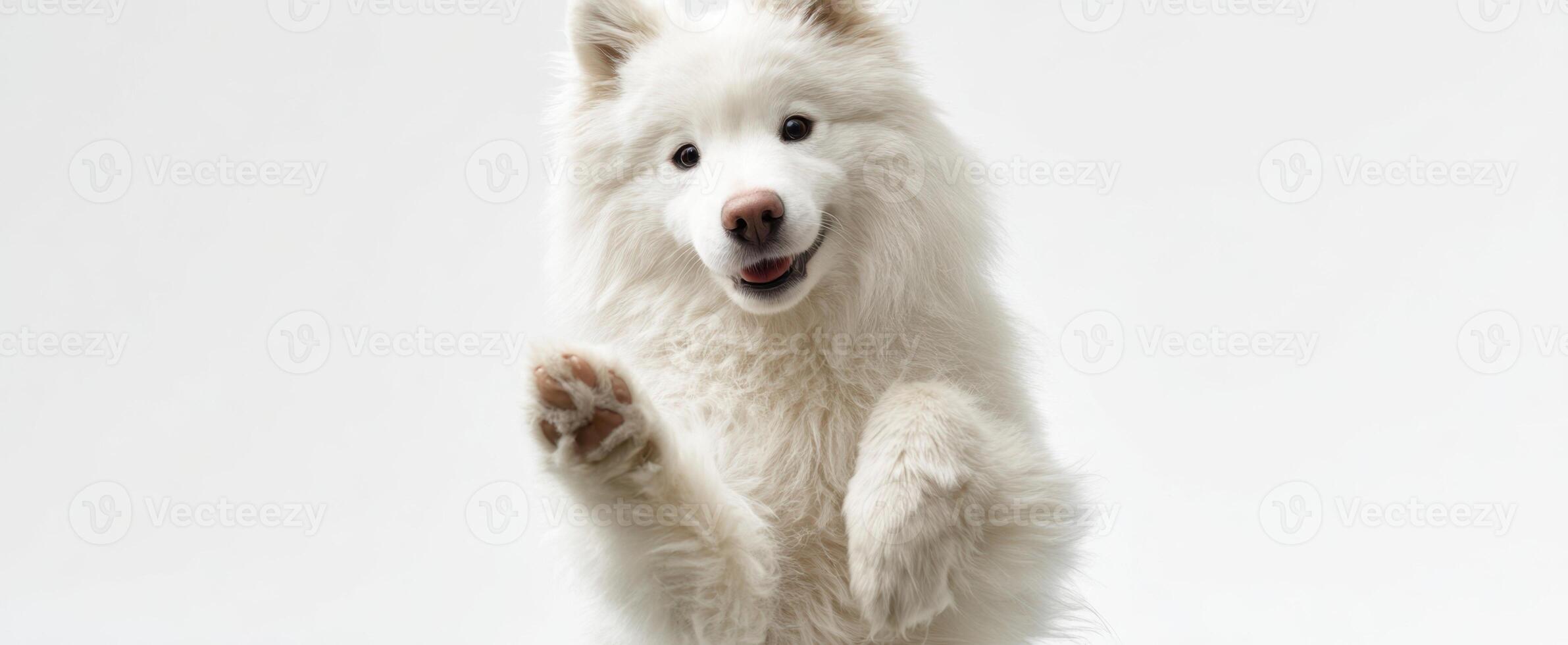 The charming samoyed dog showcases its playful personality in a simple setting. photo