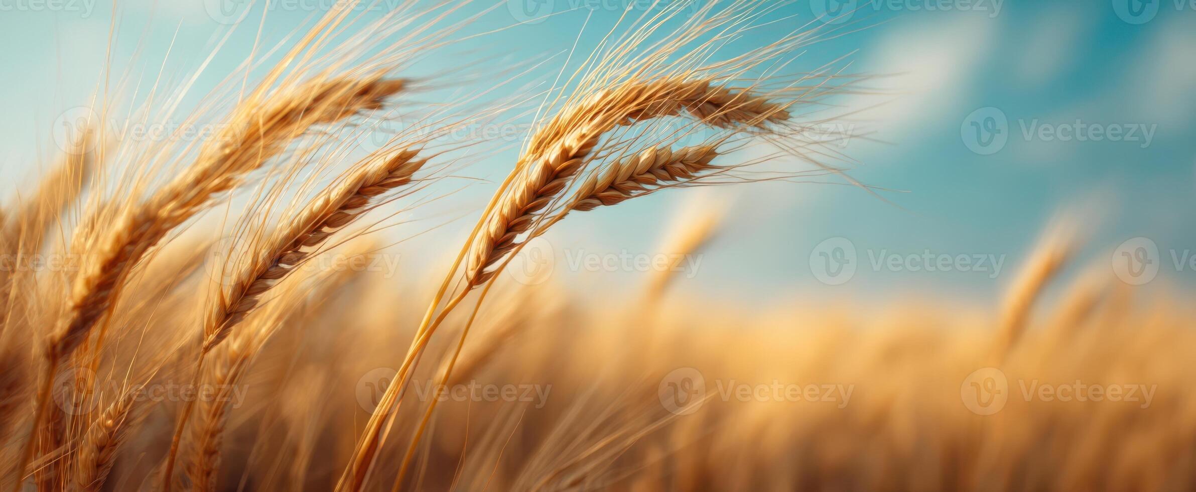 The Golden Wheat Ears Swaying in the Gentle Breeze Under the Blue Sky photo