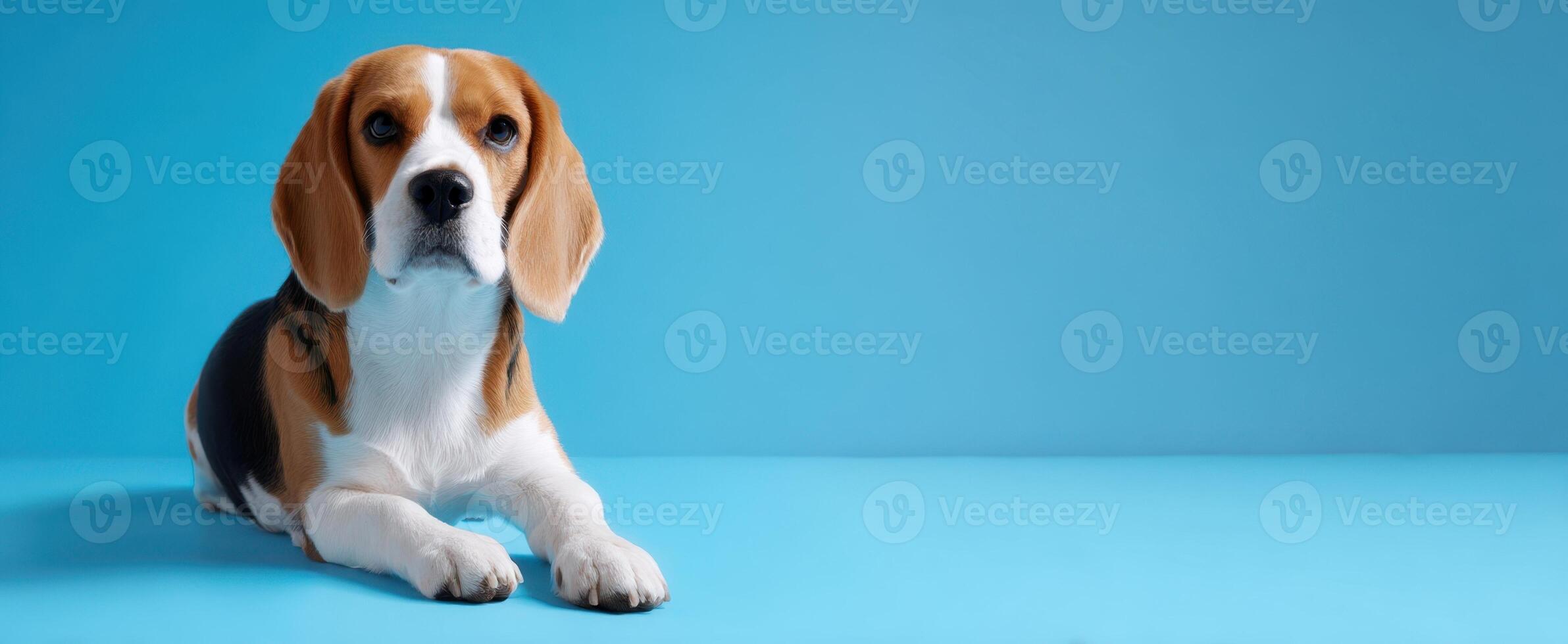 The adorable beagle laying on a blue background looking curiously at the camera. photo