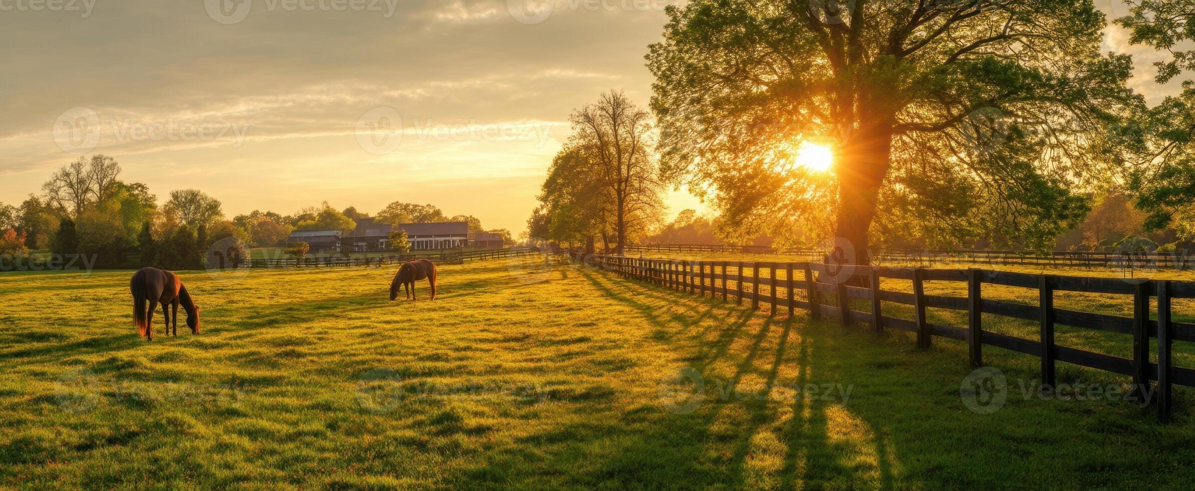 The horses grazing peacefully in a serene sunset landscape with rolling fields. photo
