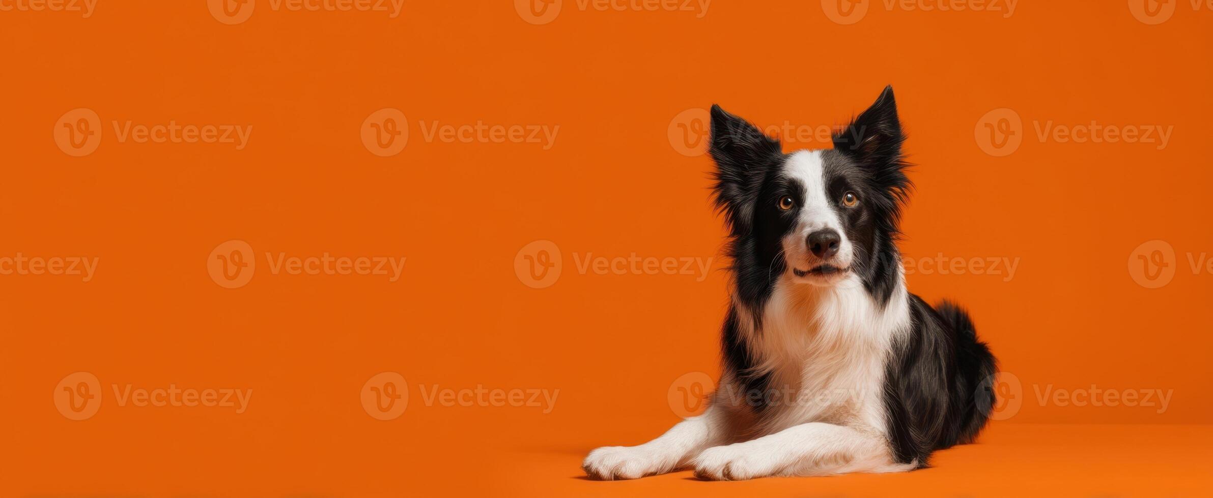 The adorable border collie resting against a vibrant orange background. photo