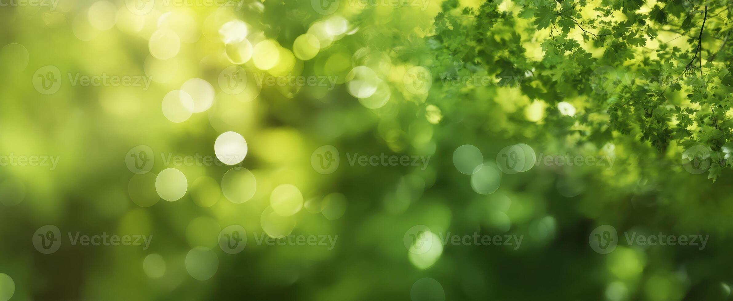The tranquil green leaves with soft bokeh and natural light effects. photo