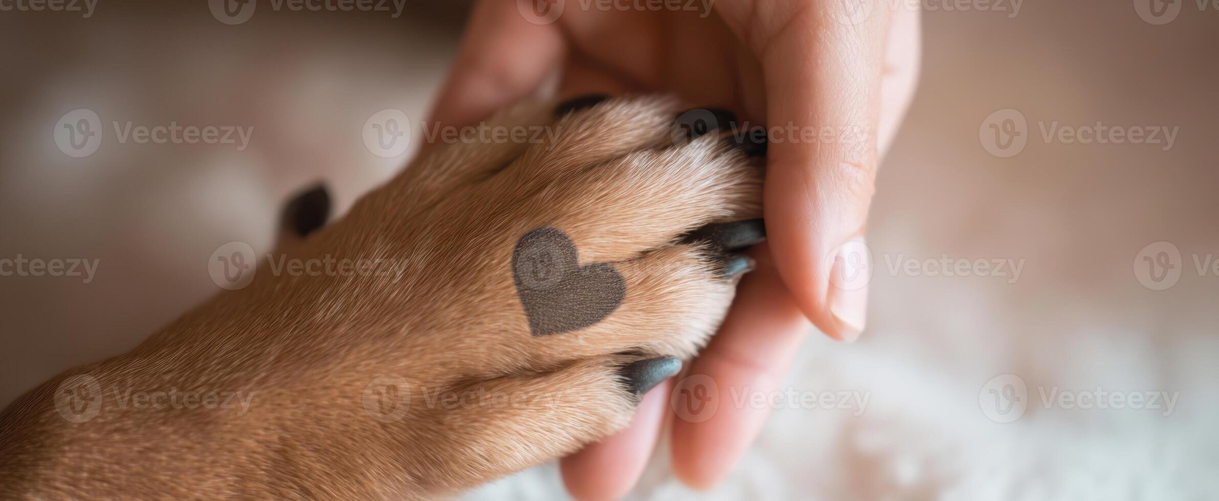 The Heartfelt Connection Between a Dog's Paw and a Human Hand photo