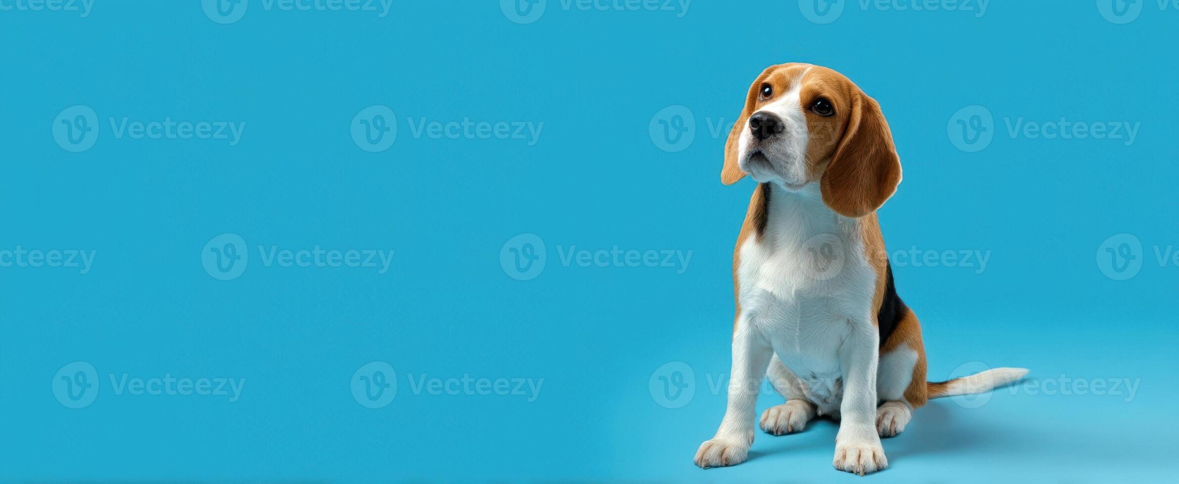 The beagle sitting gracefully against a vibrant blue background. photo