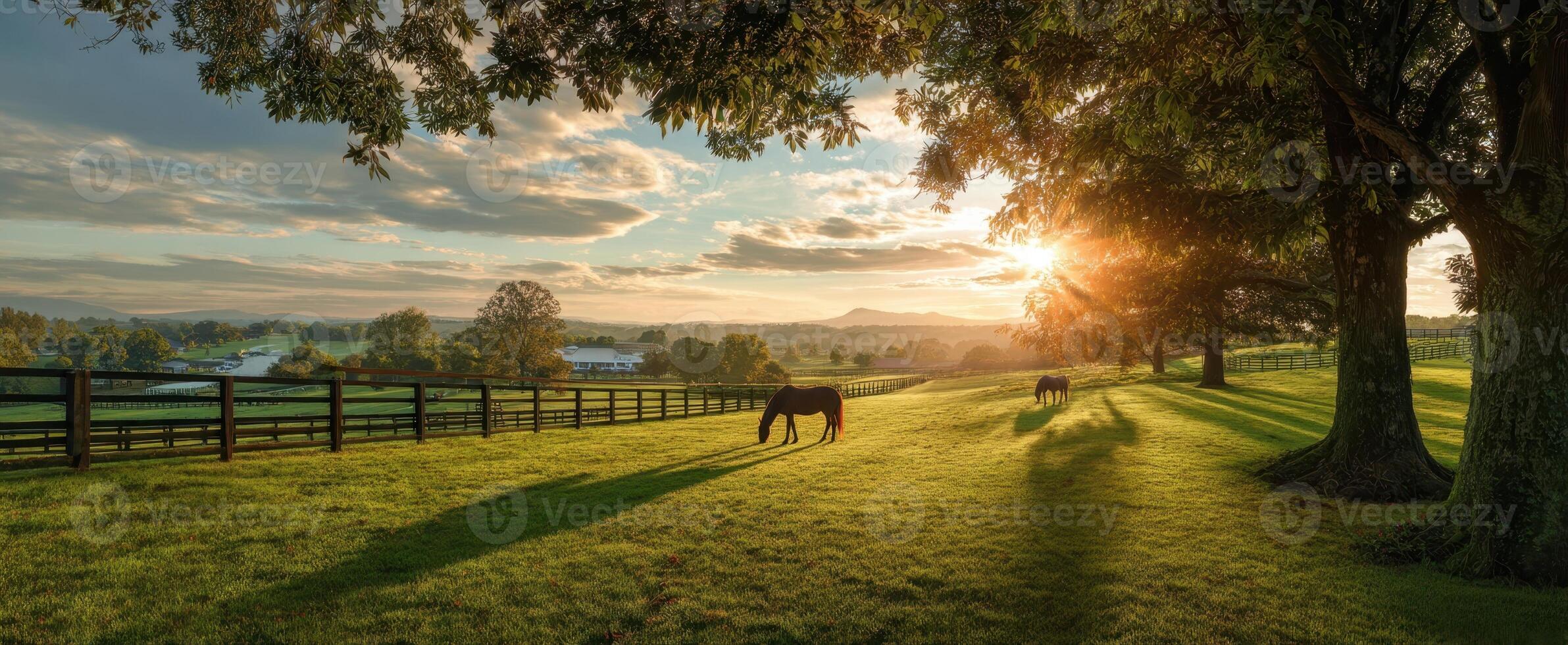 The stunning horses grazing in a lush pasture at sunset. photo
