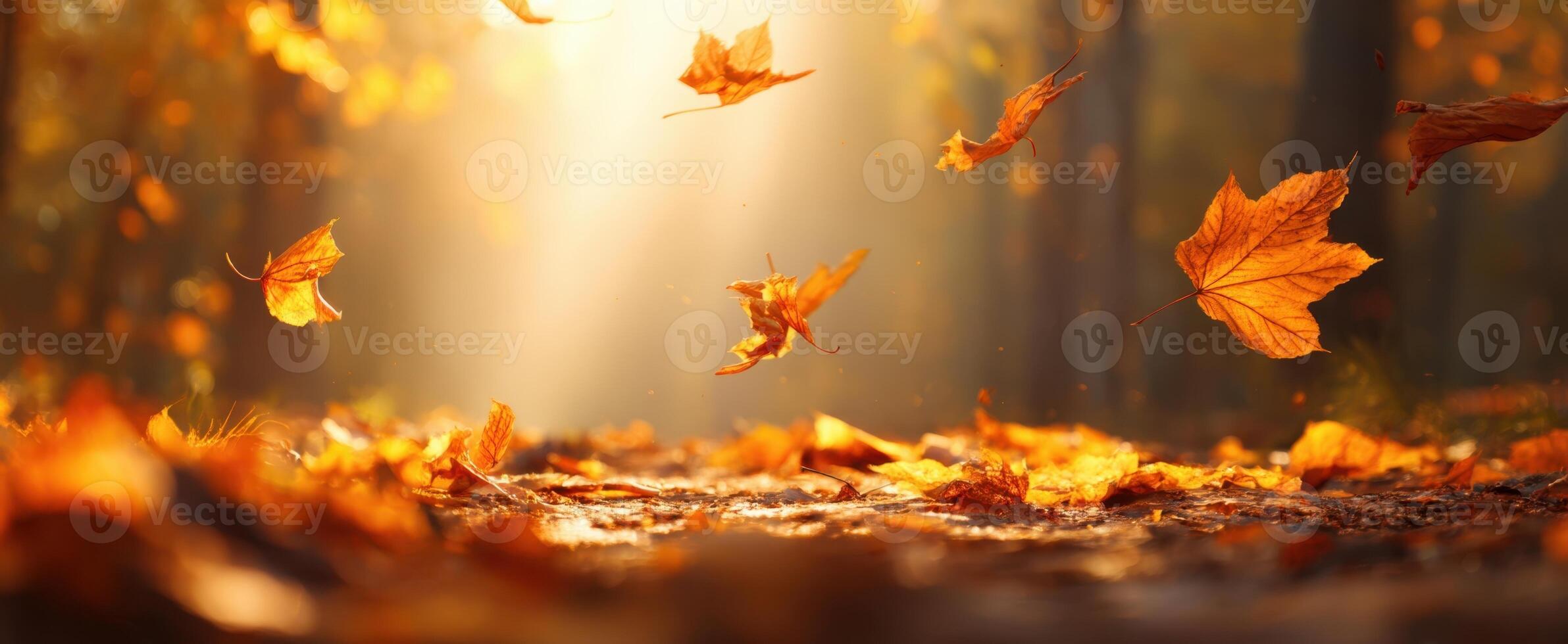 The autumn leaves dancing in sunlight amid a tranquil forest setting. photo