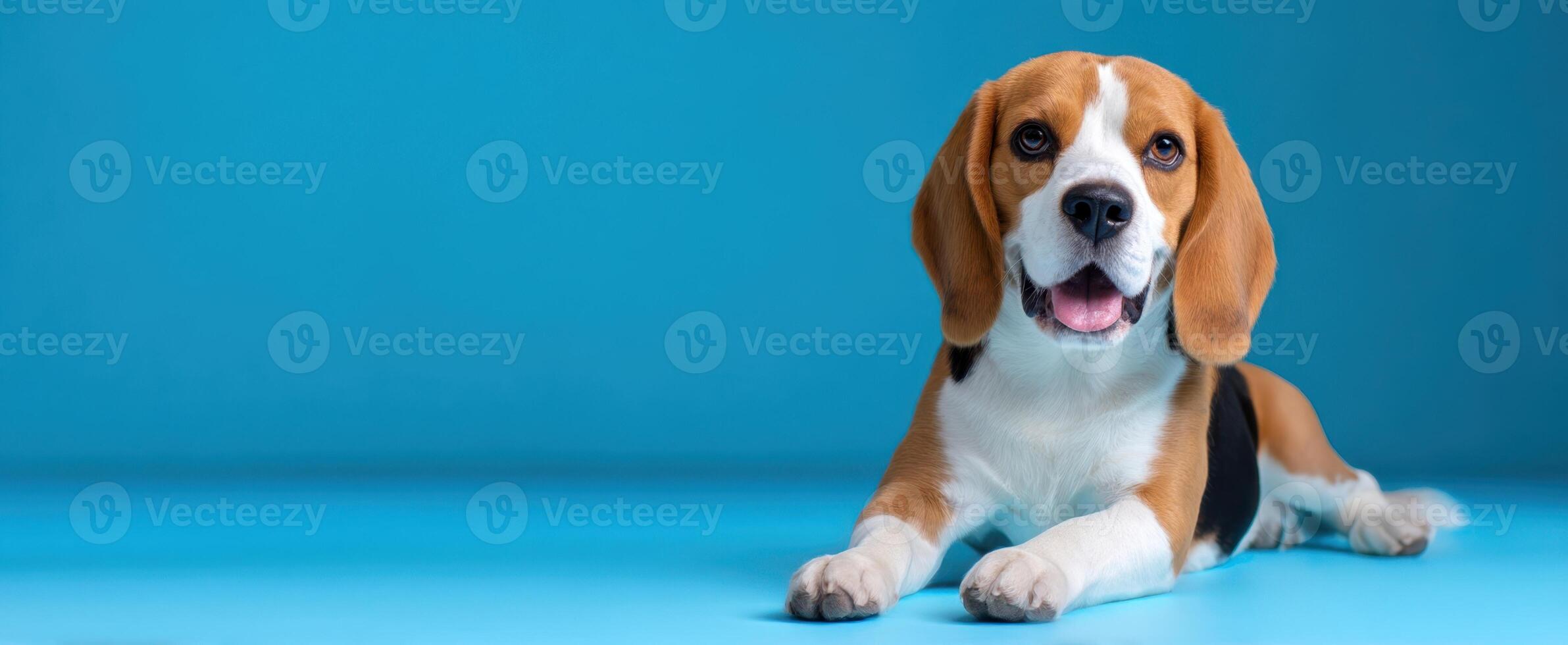 The adorable beagle dog relaxing on a vibrant blue background. photo