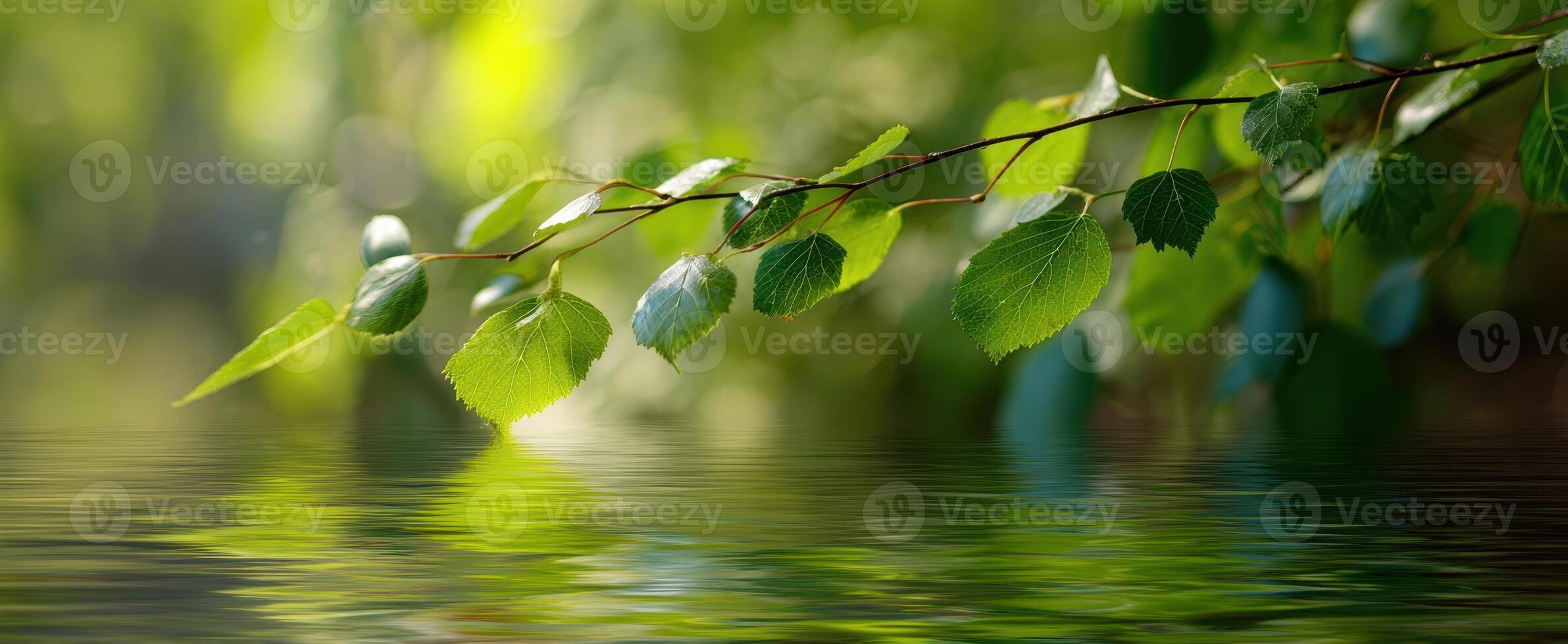 The tranquil scene of green leaves reflecting on calm water. photo