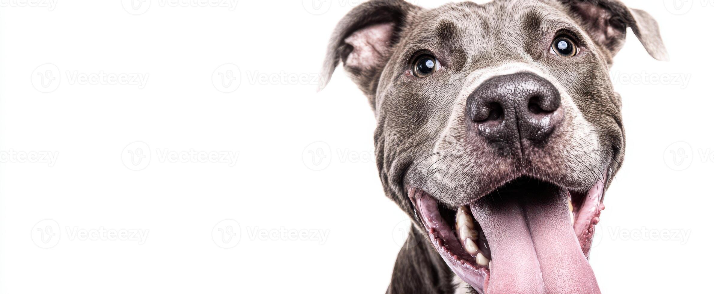 The happy dog showcasing a joyful expression with its tongue out. photo
