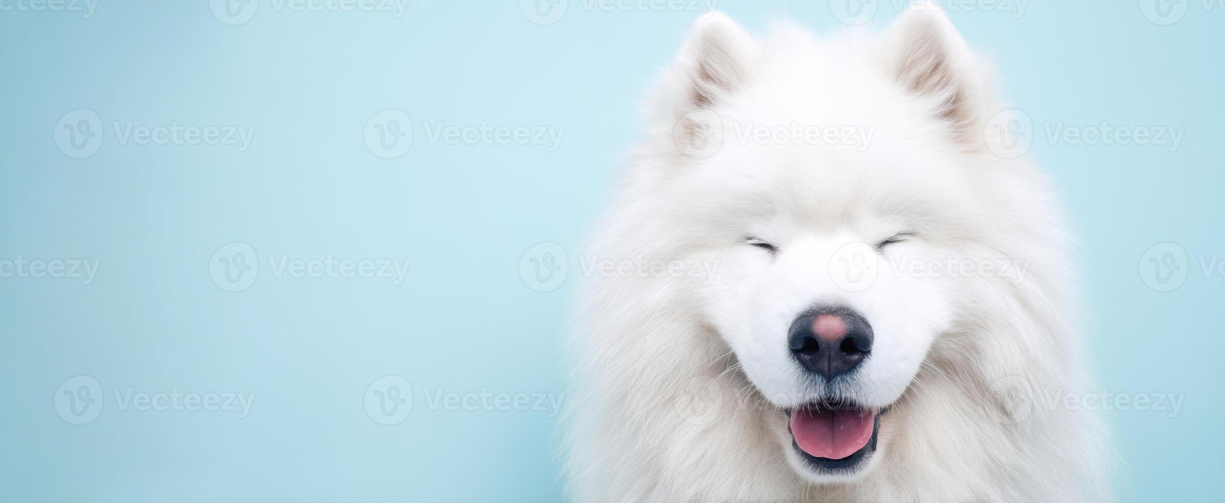 The adorable Samoyed dog with a joyful smile against a blue background. photo