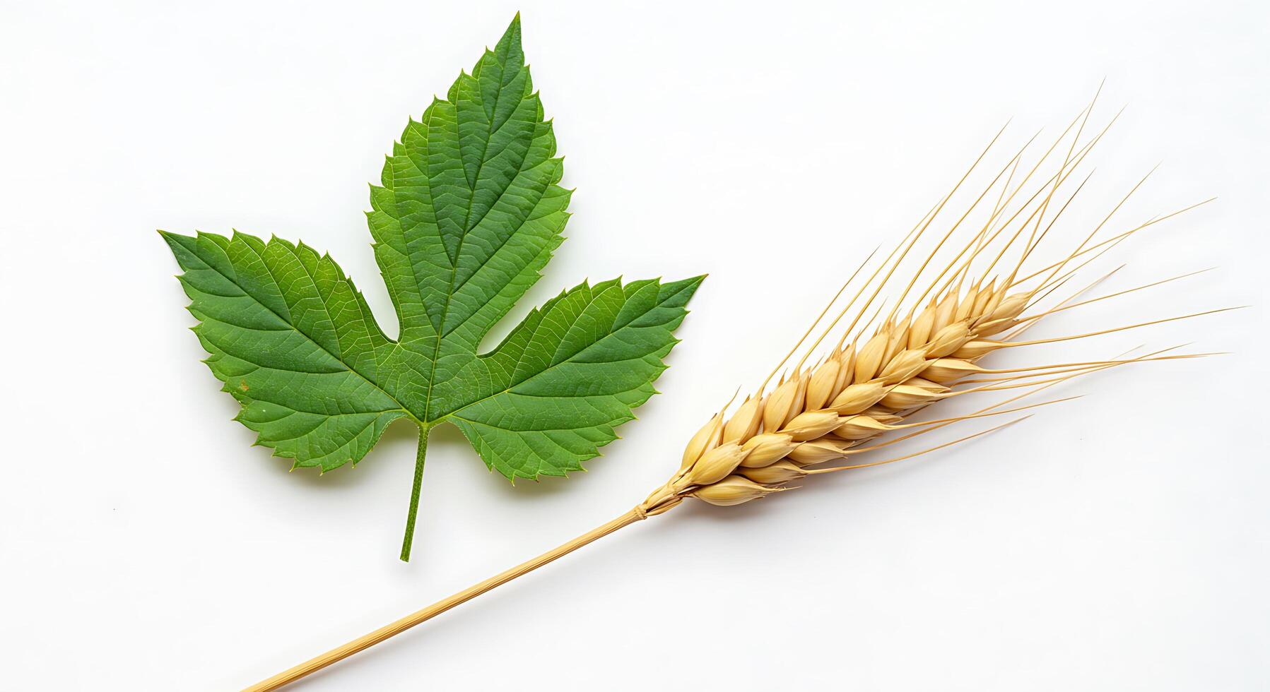 A leaf and a stalk of wheat photo