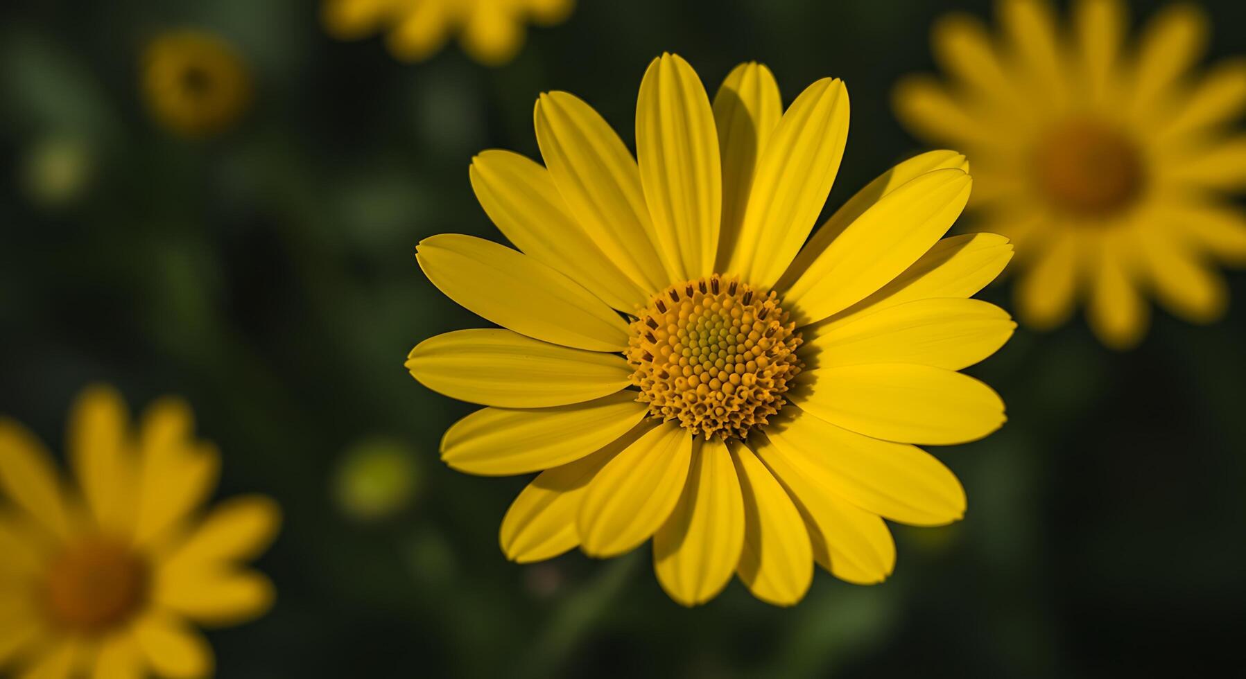 Yellow daisy flowers on a green background photo