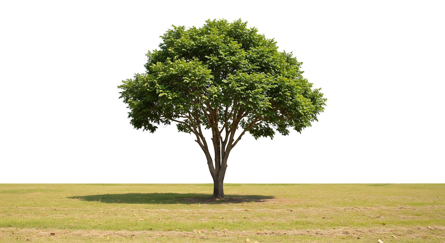 A tree is standing alone in a field photo