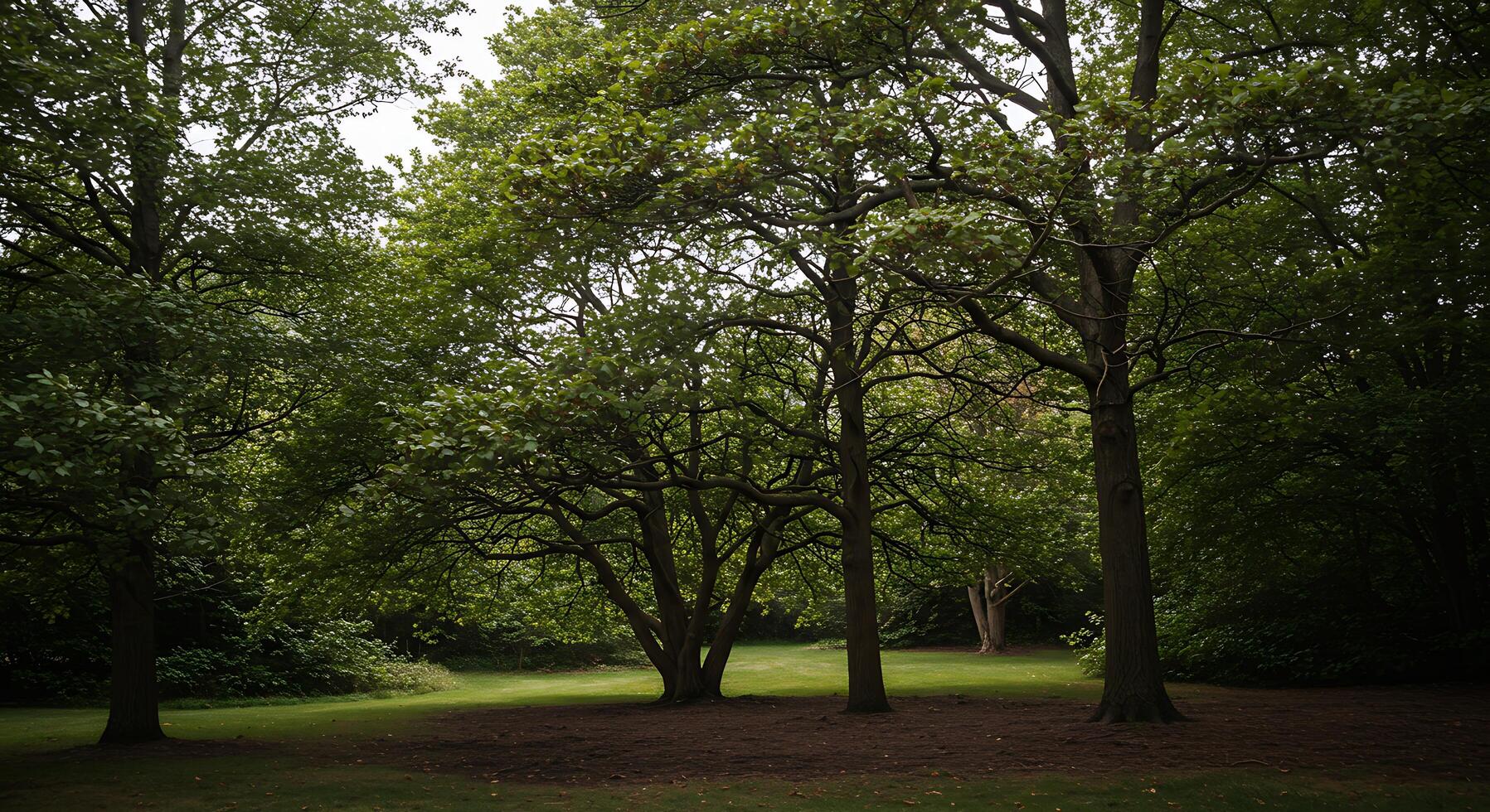 A large tree with many leaves photo
