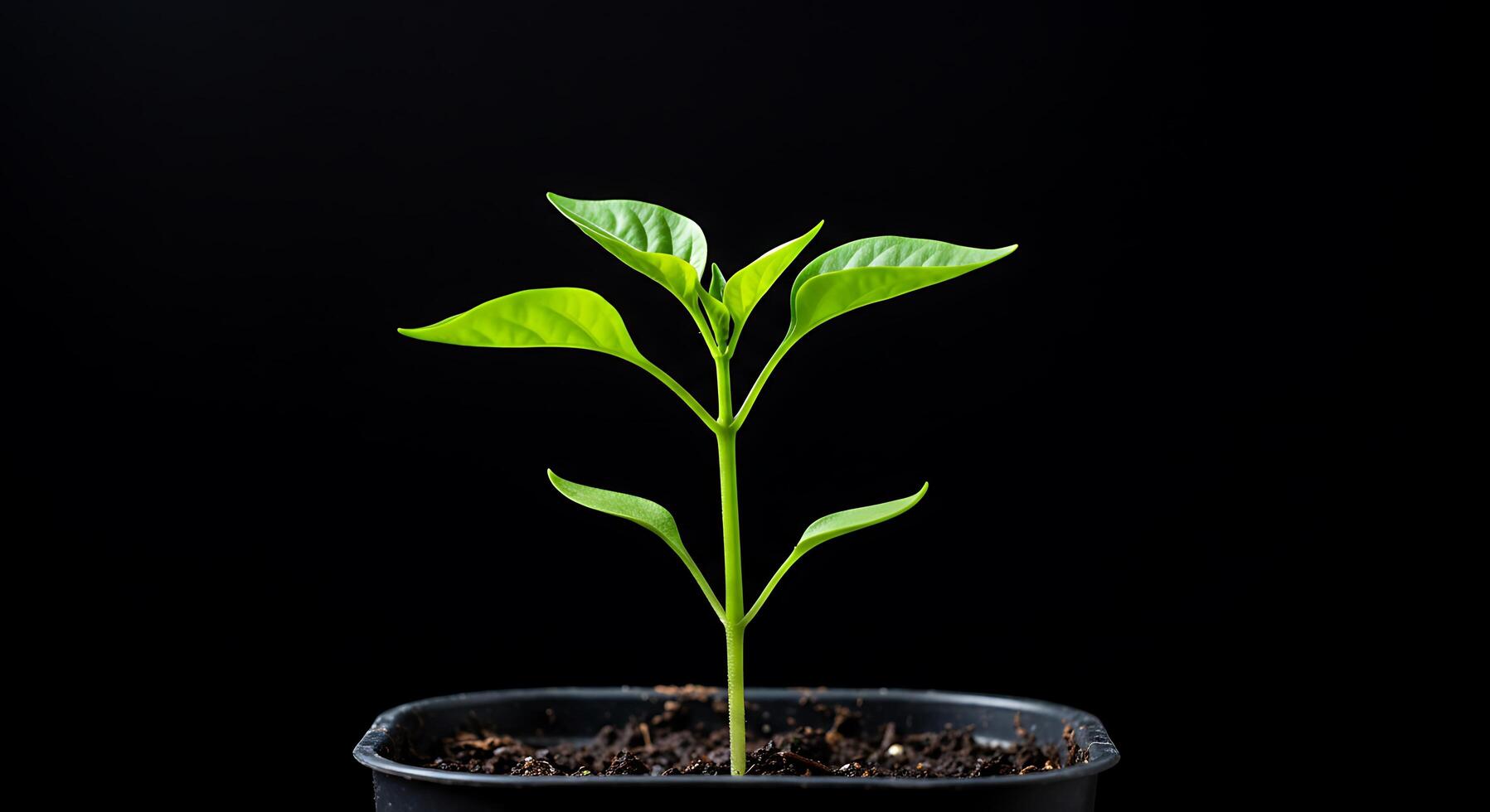 A small plant in a pot on a black background photo