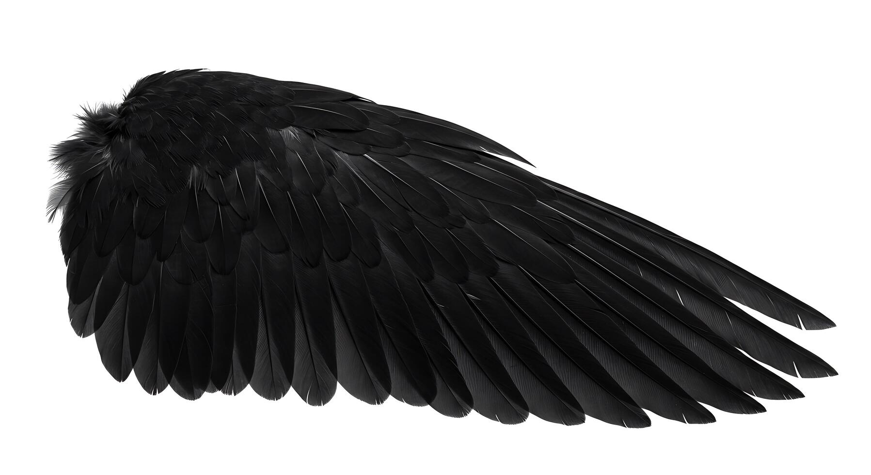 A black wing with a white background photo