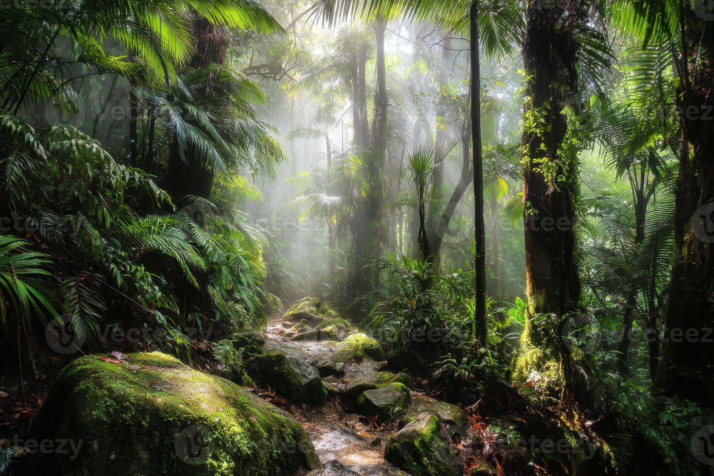 Enchanting Forest Trail Leading Through Lush Greenery and Sunlight Filtering Through Trees photo