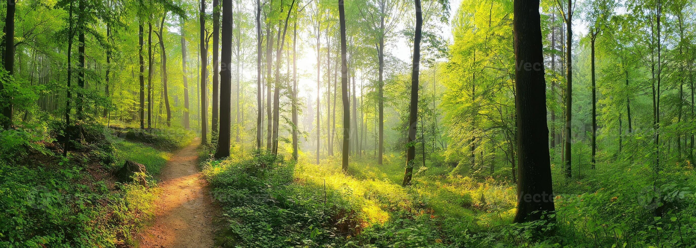 Sunlight Breaks Through Trees in a Lush Green Forest Along a Path photo