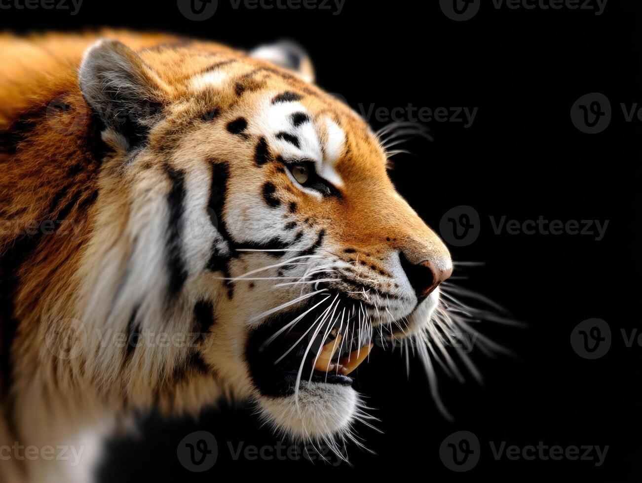 The Ferocious Gaze of a Siberian Tiger Displaying its Powerful Jaws photo
