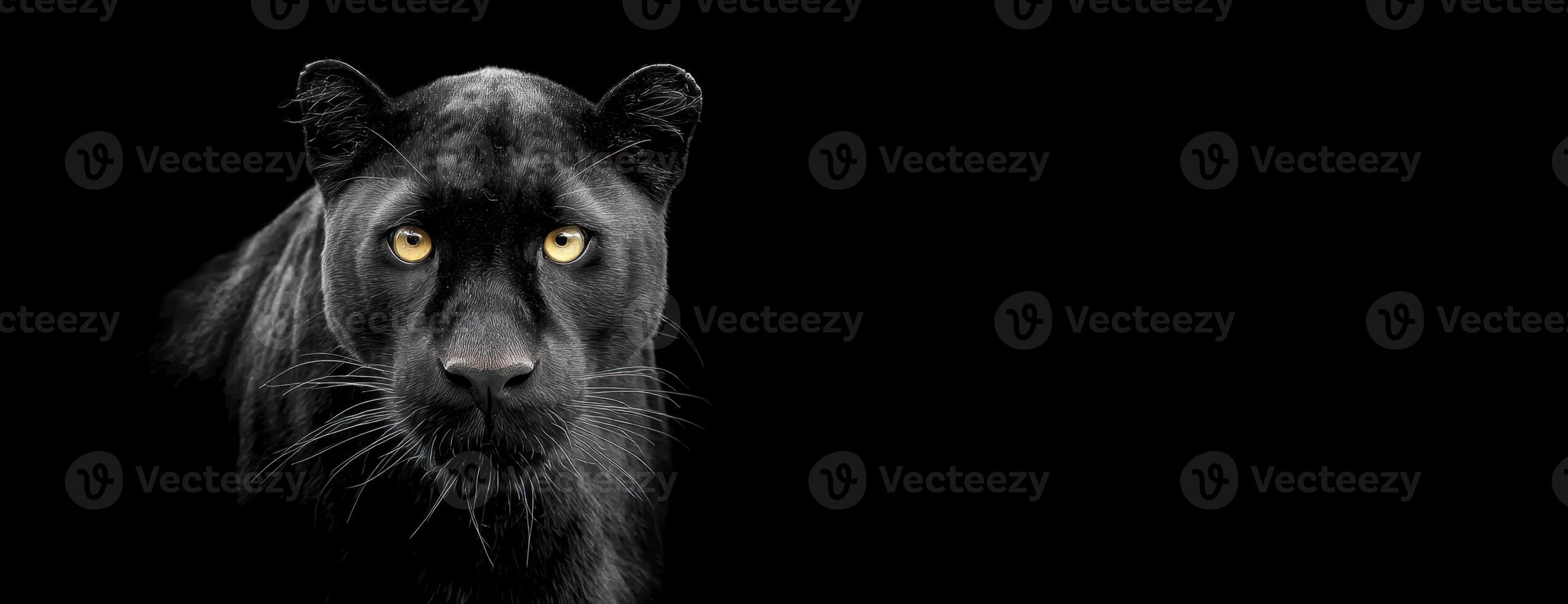 Mysterious Panther On A Black Background With Intense Golden Eyes Wildlife photo