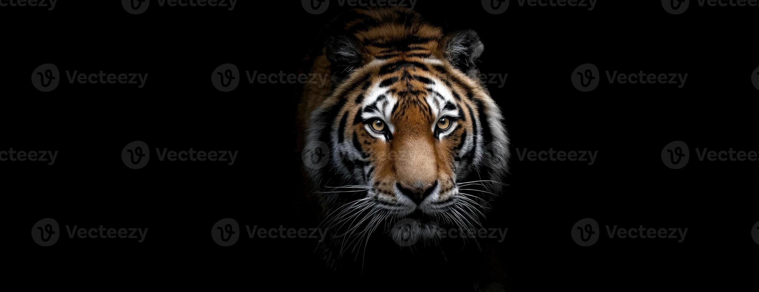 A Dark Portrait The Intricate Details Of A Majestic Sumatran Tiger photo