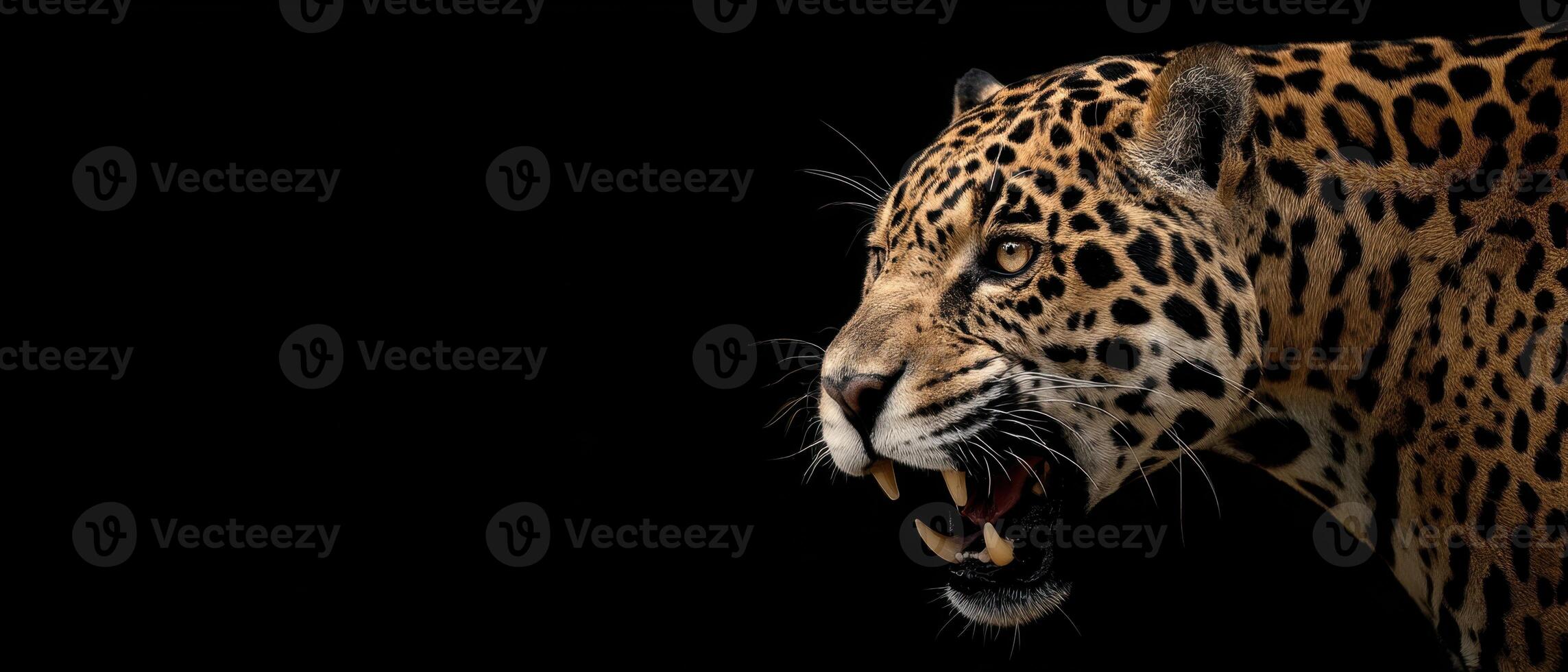 Closeup Portrait of a Jaguar with Its Mouth Open on Black Background photo