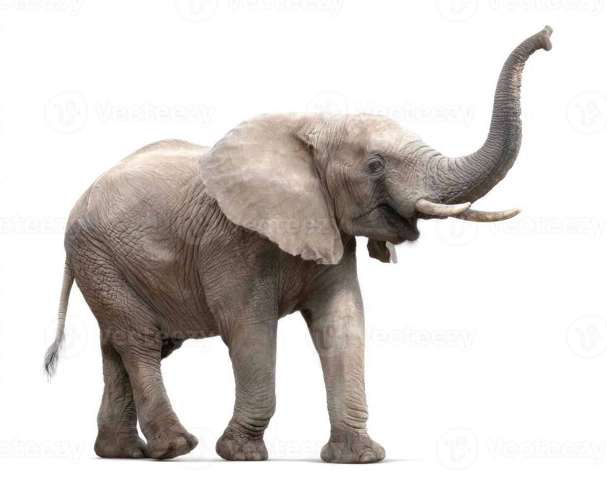Magnificent Elephant A Gentle Giant of the Animal Kingdom Natural Beauty photo