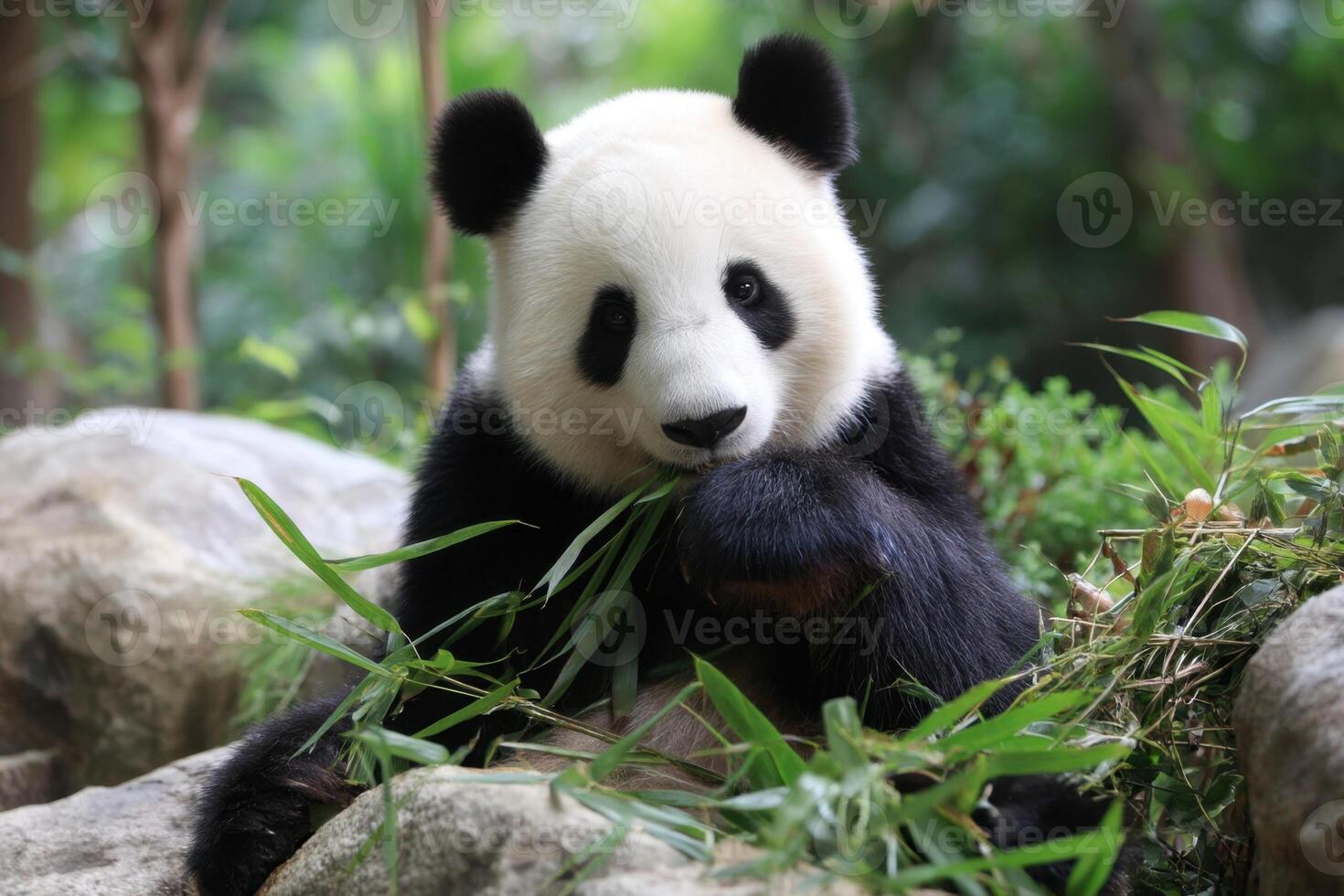A panda bear eating bamboo in the wild photo