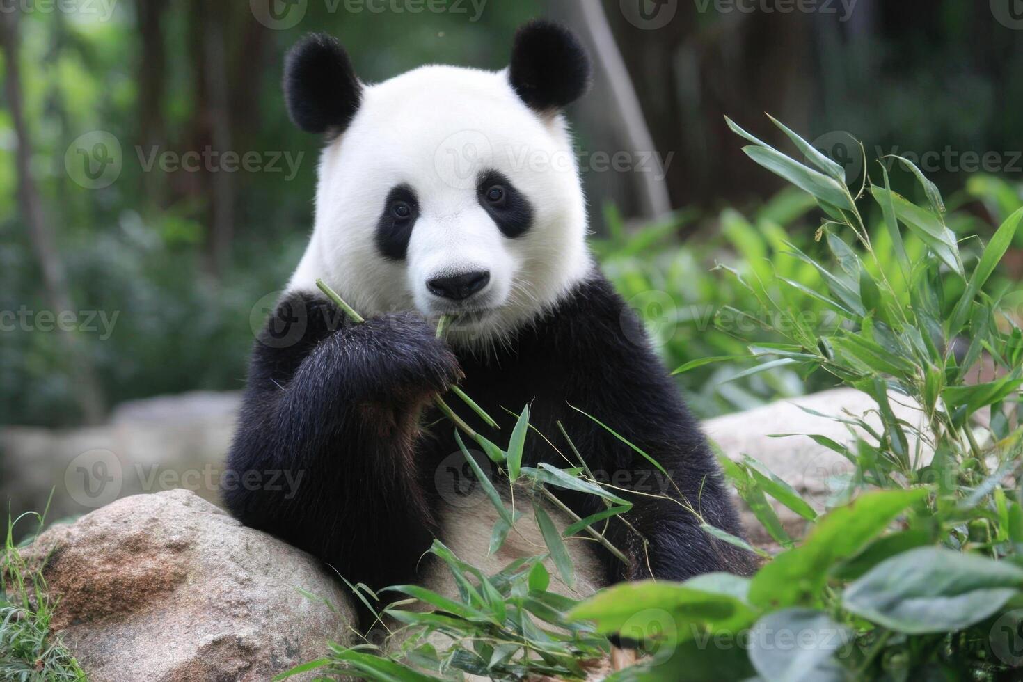 Giant Panda in a Forest Eating Bamboo Leaves Calmly photo