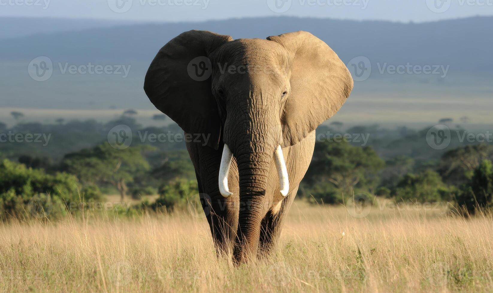 Majestic Elephant Walking Through The Grassland in the Morning photo
