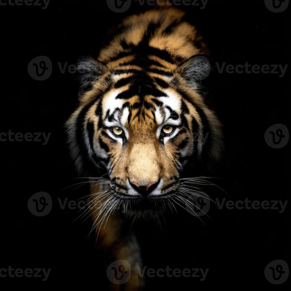 Magnificent Tiger Emerging From The Shadows Intense Predator Look photo