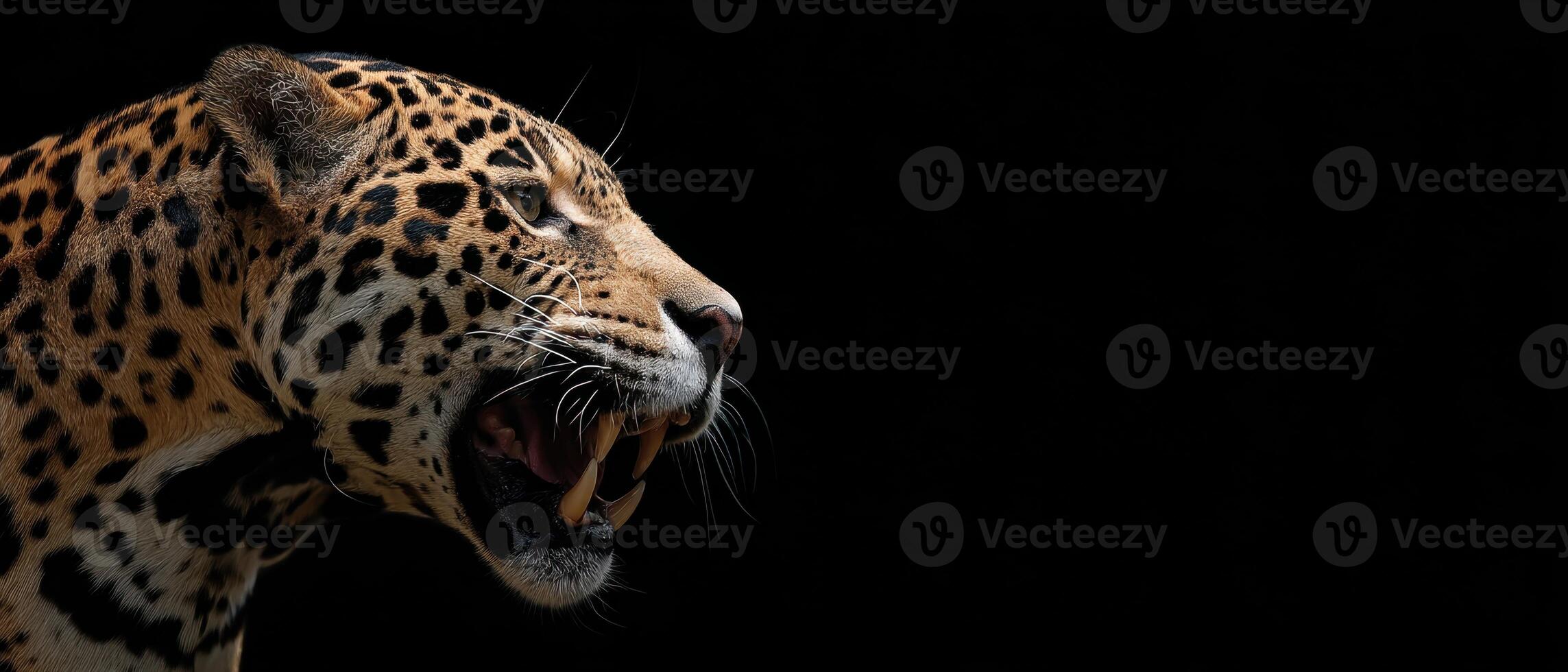 Roaring Jaguar Headshot Against A Plain Black Background photo