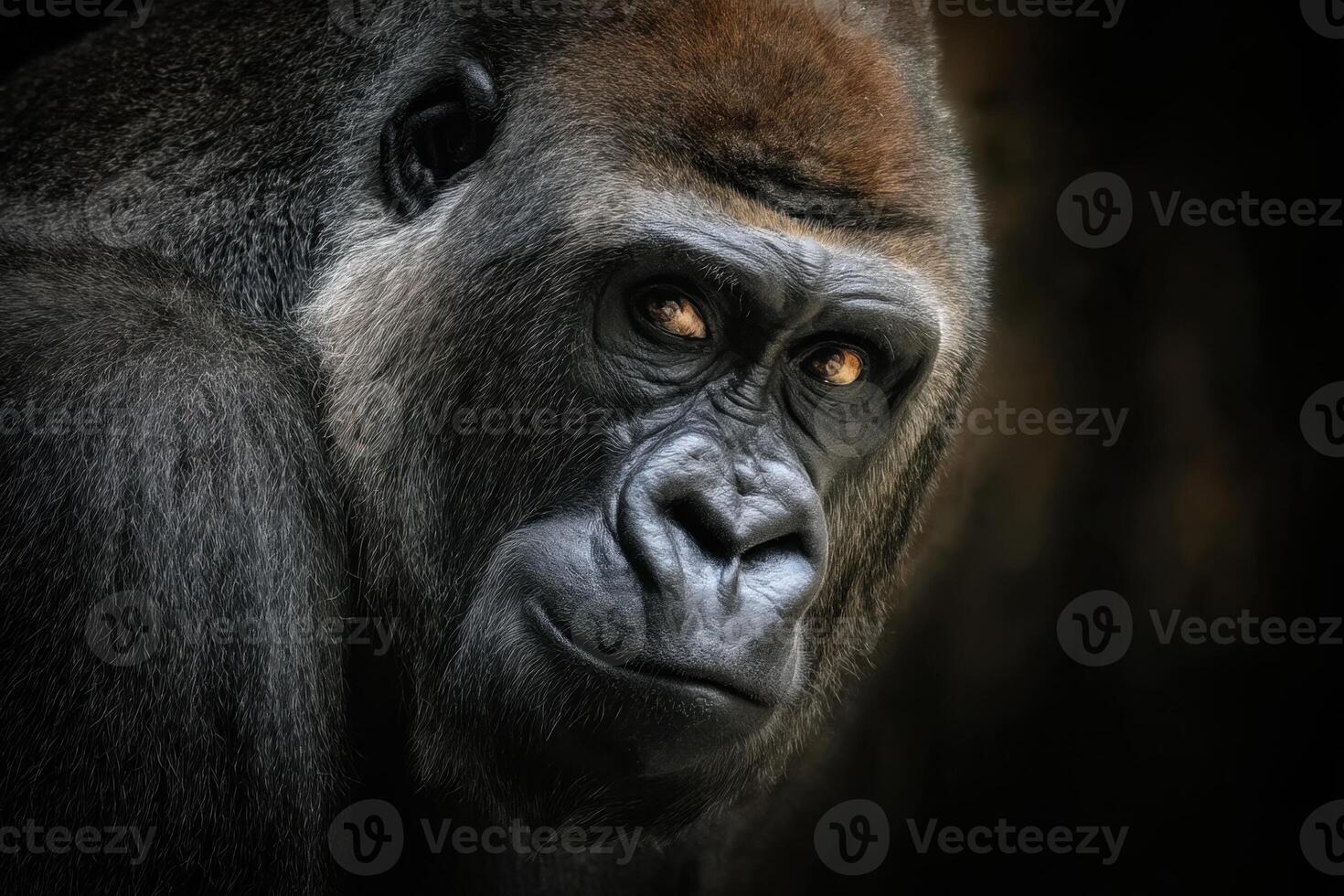 The King of the Jungle An Impressive Western Gorilla photo