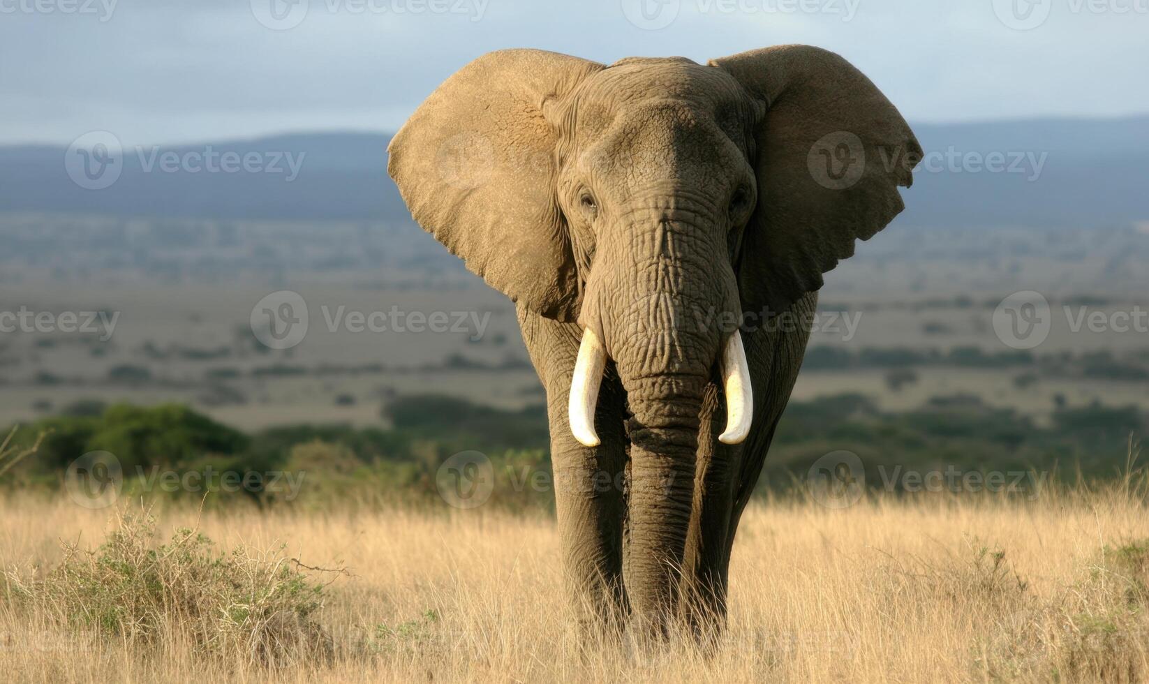 Majestic Elephant Roaming Freely On African Savanna Landscape photo
