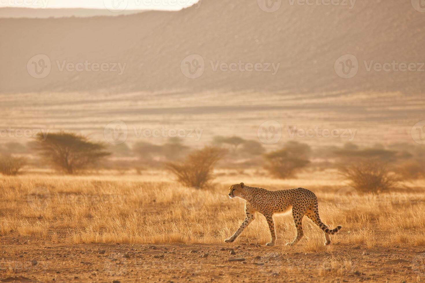 Cheetah Prowls Across the Vast African Savannah Under the Bright Sun photo