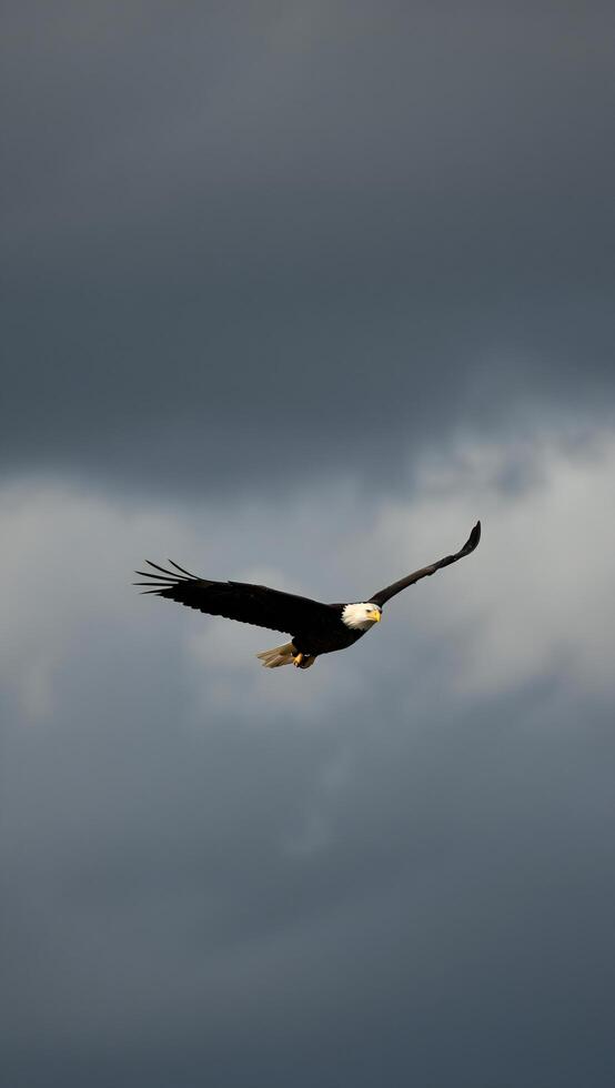 Majestic Bald Eagle in Flight Against a Dramatic Cloudy Sky photo