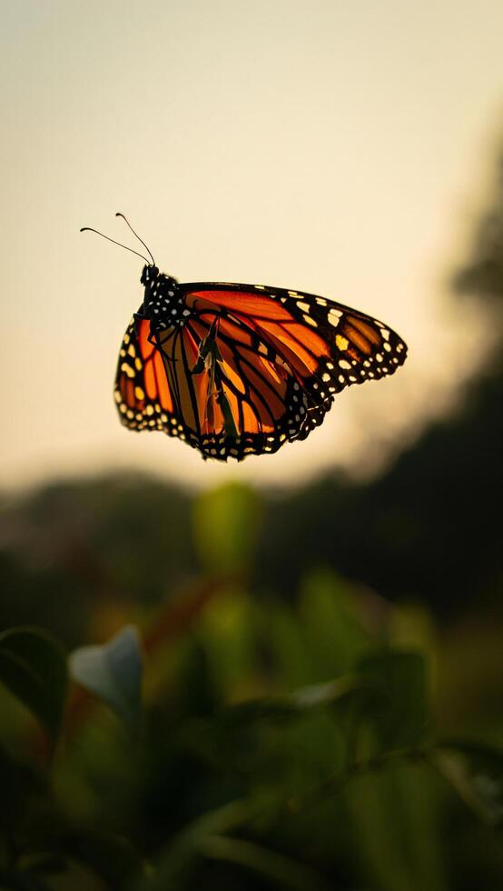 Majestic Monarch Butterfly at Sunset Vibrant Wings Detailed Closeup photo