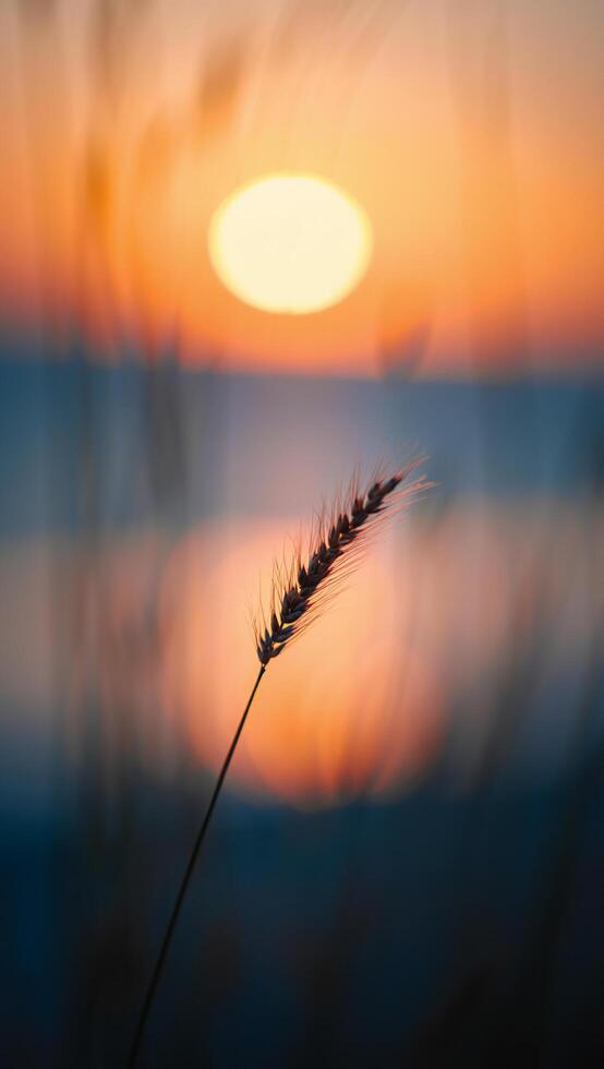 Serene Sunset Silhouette Wheatstalk at Golden Hour by the Water photo