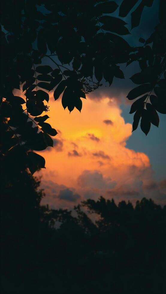 Dramatic Sunset Silhouette Leafy Branches Frame Vibrant Orange Sky photo