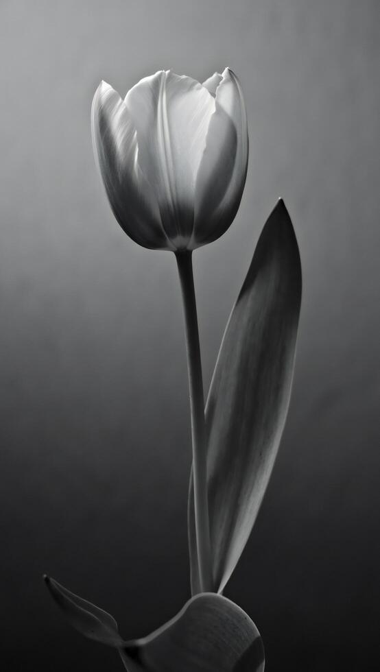 Elegant Monochrome Close up of a Single Tulip Flower Dramatic Lighting Black and White Photography photo