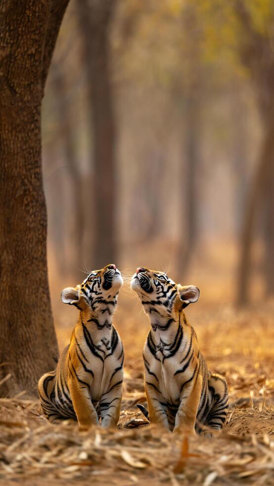 Adorable Twin Tiger Cubs Looking Up in Forest Habitat photo