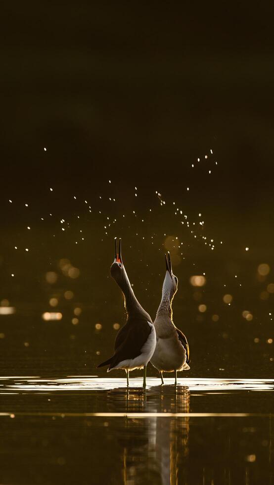 Majestic Birds at Sunset Two Elegant Waterfowl in Golden Light photo