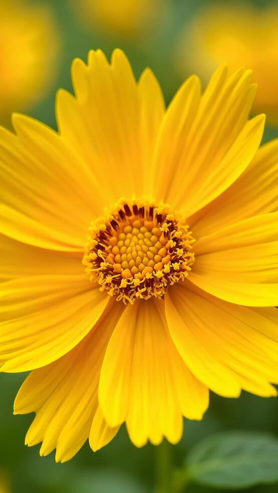 Vibrant Yellow Coreopsis Flower Close up Macro Photography photo