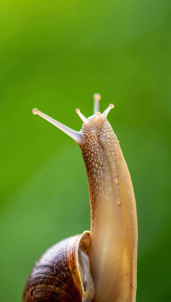Close up of Snail Reaching Up Brown Shell Green Background Nature Macro Photography photo