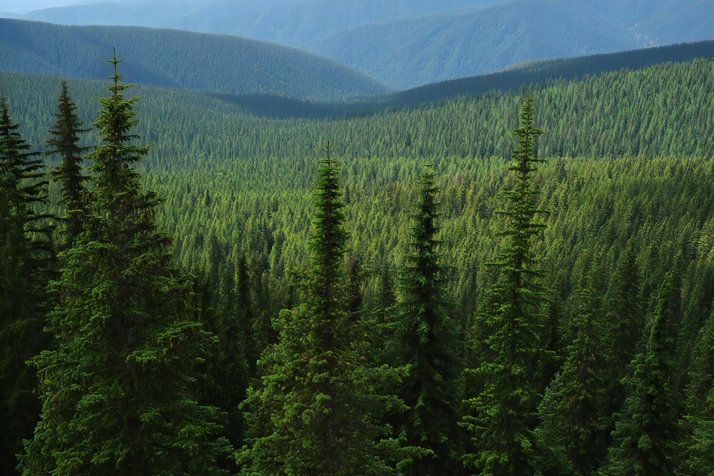 Nature Background Majestic Evergreen Forest Landscape Rolling Hills of Coniferous Trees photo