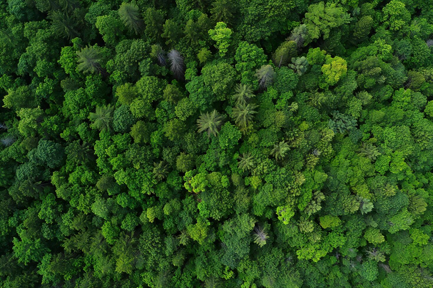Nature Background Lush Green Forest Canopy Aerial View Nature Ecology and Environmental Conservation photo