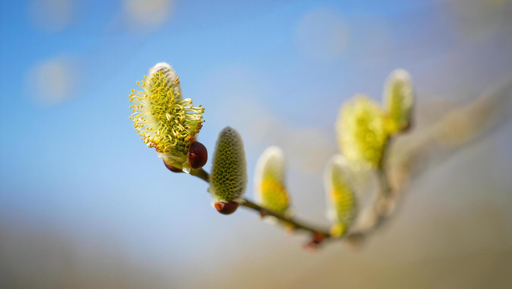 Nature Background Springtime Willow Catkins Blooming on Branch Close Up Nature Photography photo