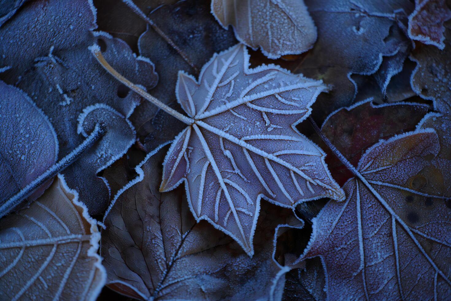 Nature Background Frosty Autumn Leaves Close Up of Frosted Maple and Oak Leaves on the Ground photo